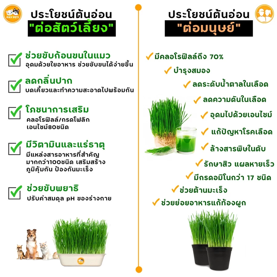 เมล็ดข้าวสาลีสำหรับสัตว์เลี้ยงและดินพร้อมปลูก รูปที่ 4