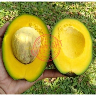 สายพันธุ์จากอินโดนีเซีย อโวคาโด้เสียบยอด พันธุ์ มิกิ้ Miki Avocado  (Alpukat Miki) ออกผลได้ดีในที่ราบลุ่ม