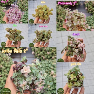 ต้นไม้ ริบบิ้นชาลี กระถาง 2" มีให้เลือก 8 สี เลือกสีได้ Kribo goldด่าง pinkcandy pinkindy pinklady เบียงก้า ทอง เขียว