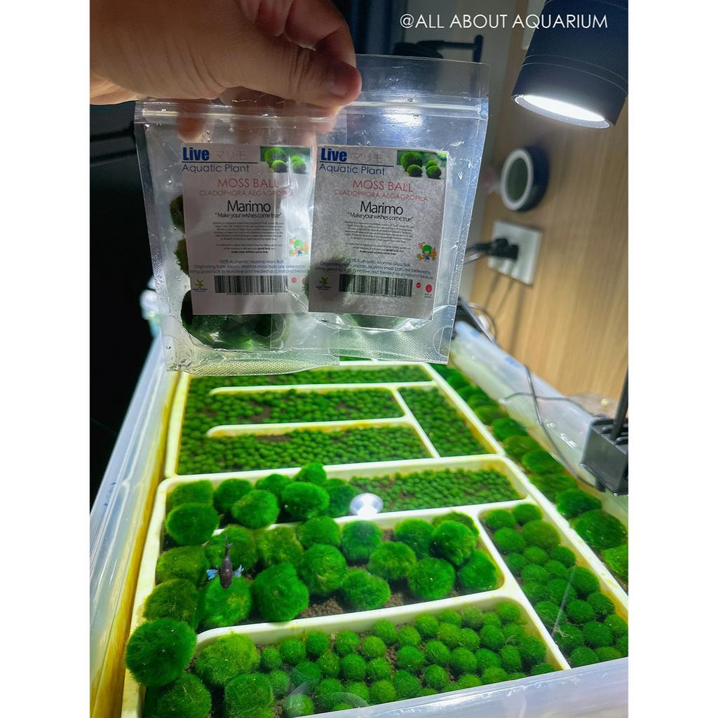 marimo-jumbo-size-import-from-norway-มาริโมะ-นำเข้า-ไซด์ใหญ่-พันธุ์ขนยาว-เขียวสวย-แข็งแรง-มอส-มารีโมะ-ของขวัญ-ของฝาก-ปลา