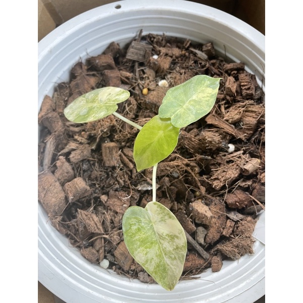 อโลคาเซียหูช้างด่างเหลือง-alocasia-gageana-aura-variegated