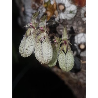 กล้วยไม้สิงโตช้อนเงิน Bulbophyllum polliculosum 1 ต้น