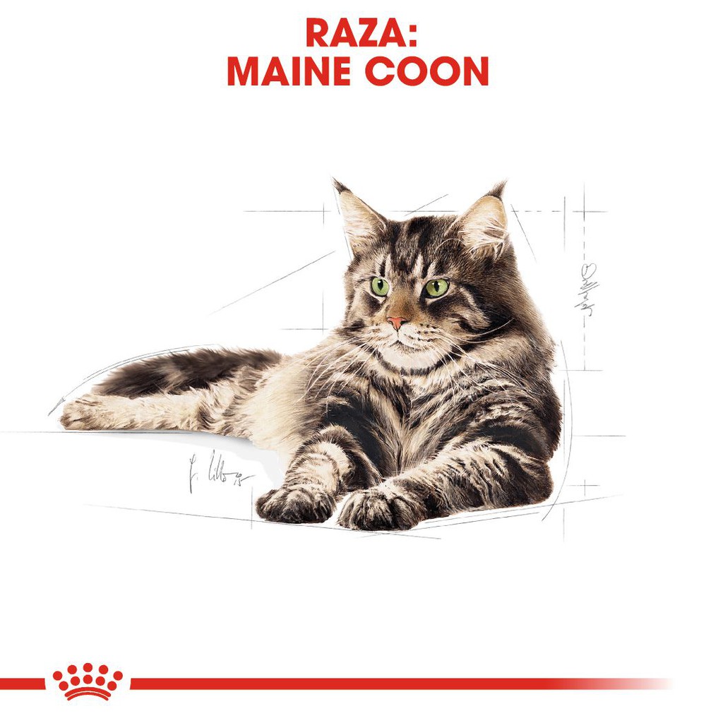 แบ่งขาย-royal-canin-maine-coon-adult-1-กิโลกรัม-สำหรับ-แมวโต-พันธุ์เมนคูน