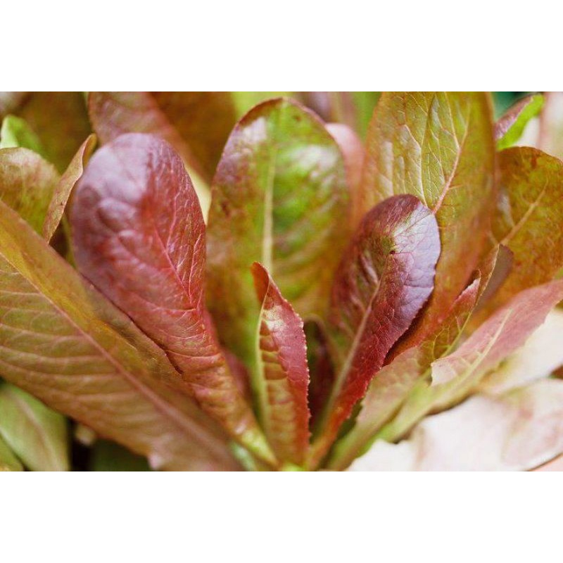 100-เมล็ด-เมล็ดพันธุ์สลัดซิมมารอนโรเมน-cimmaron-romaine-lettuce