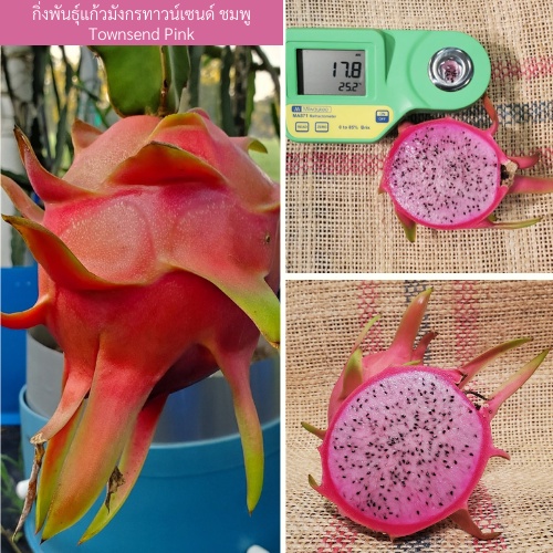  townsend pink townsend pink dragon