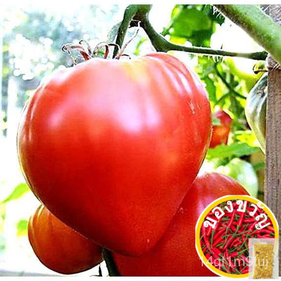 tomato-pink-oxhart-20-30เมล็ด-esculentum-heirloomed-seeds-ewhc