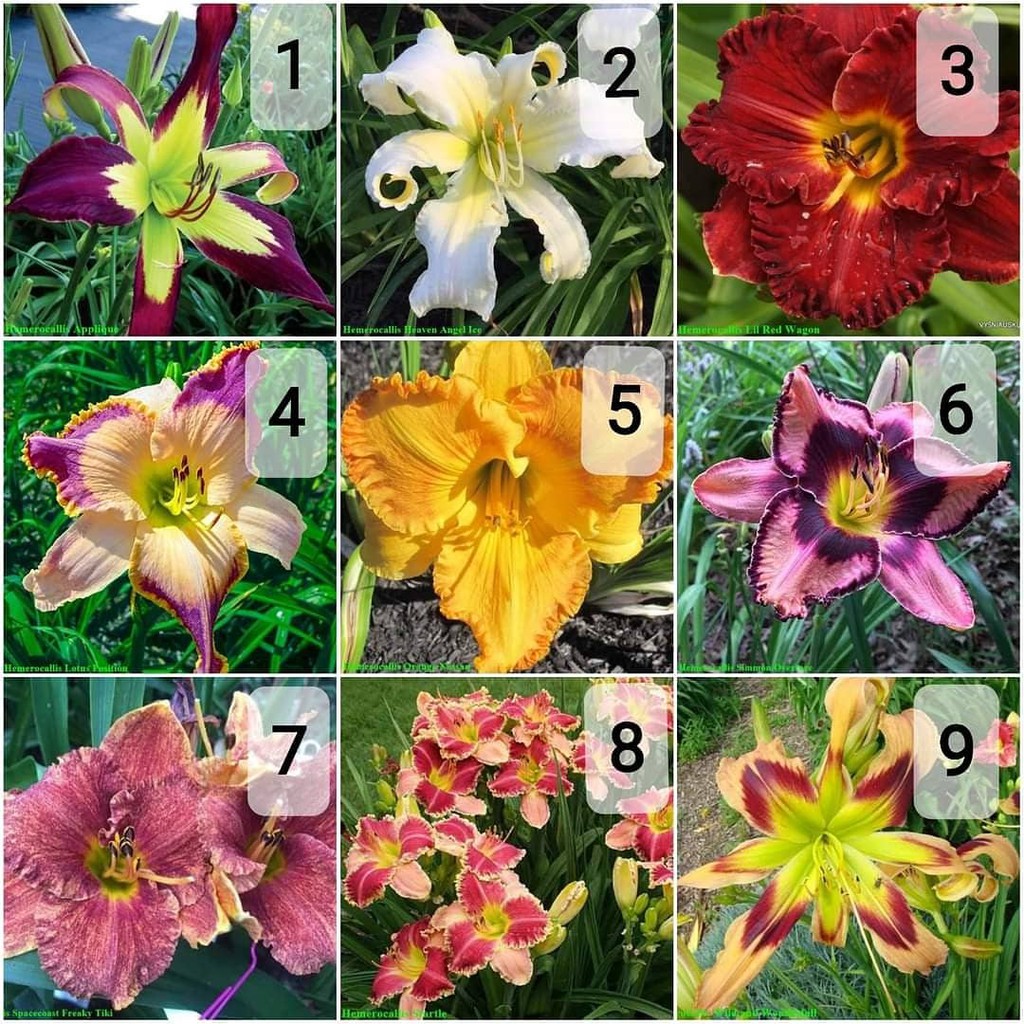 สั่งขั้นต่ำ3หน่อ-ขาย-หน่อพันธุ์-ต้น-หน่อ-เหง้า-หัว-ดอก-hemerocallis-ดอกไม้จีน-แม่ตาล