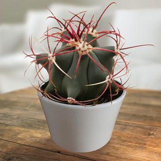 Ferocactus covillei (10 seeds)