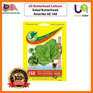 Green Eagle butterhead lettuce 168-benih/เมล็ด MOM agro ED seeds seeds seeds seeds BRHQ