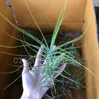 🔥8.8 🔥Tillandsia Schiedeana minor