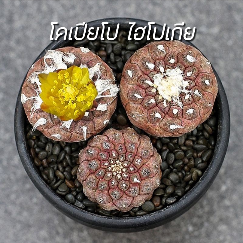 ถูกที่สุด-แคคตัสโคเปียโปไฮโปเกีย-copiapoa-hypogaea-cactus-amp-succulent-กระบองเพชร-แคคตัส-ราคาถูก