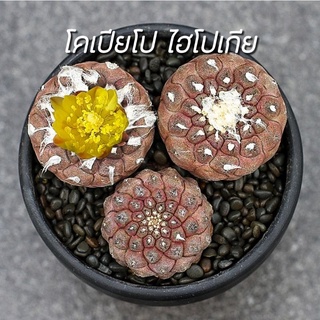 [ถูกที่สุด]แคคตัสโคเปียโปไฮโปเกีย Copiapoa hypogaea cactus& succulent กระบองเพชร แคคตัส ราคาถูก