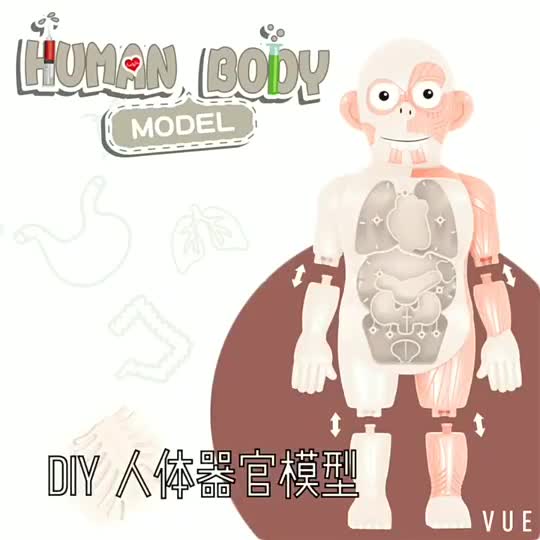 human-body-model-หุ่นจำลองอวัยวะร่างกายมนุษย์-เรียนรู้อวัยวะภายใน