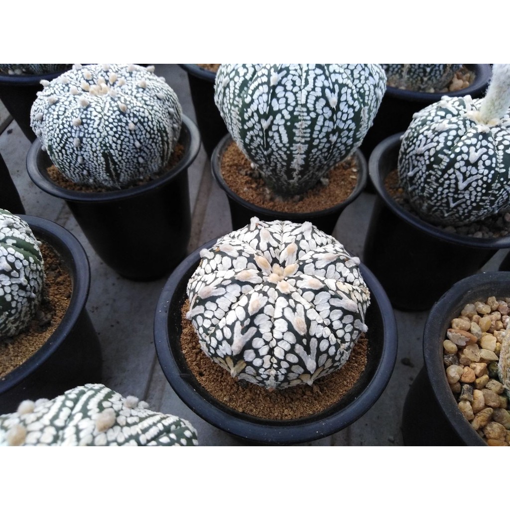 100-เมล็ด-เมล็ดกระบองเพชร-astrophytum-super-kabuto-v-type