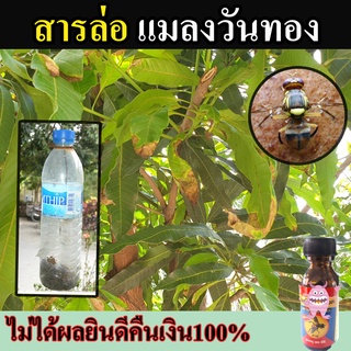 +สูตรเข้มข้น+ สารล่อแมลงวันทอง ยาล่อแมลงวันทอง (Insect Lure) แมลงวันทองมาติดกับดักกาวที่เตรียมไว้ ใช้งานง่าย สะดวก1-2หยด