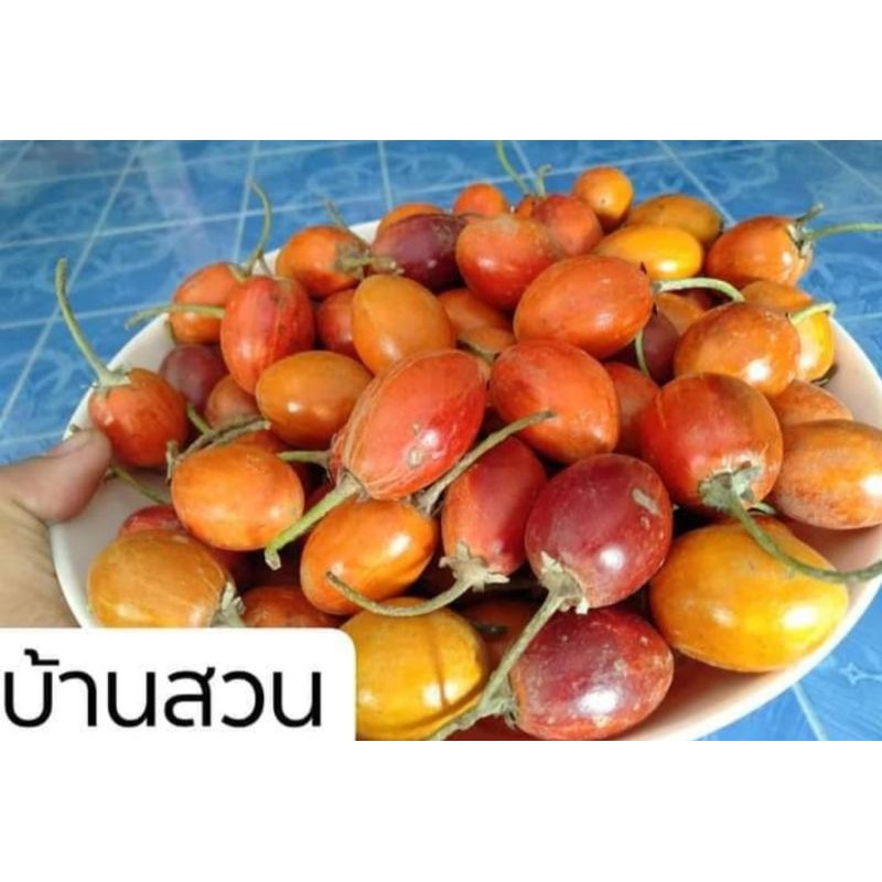 ละมุดสีดาทาบกิ่ง-บ้านสวนพันธุ์ไม้