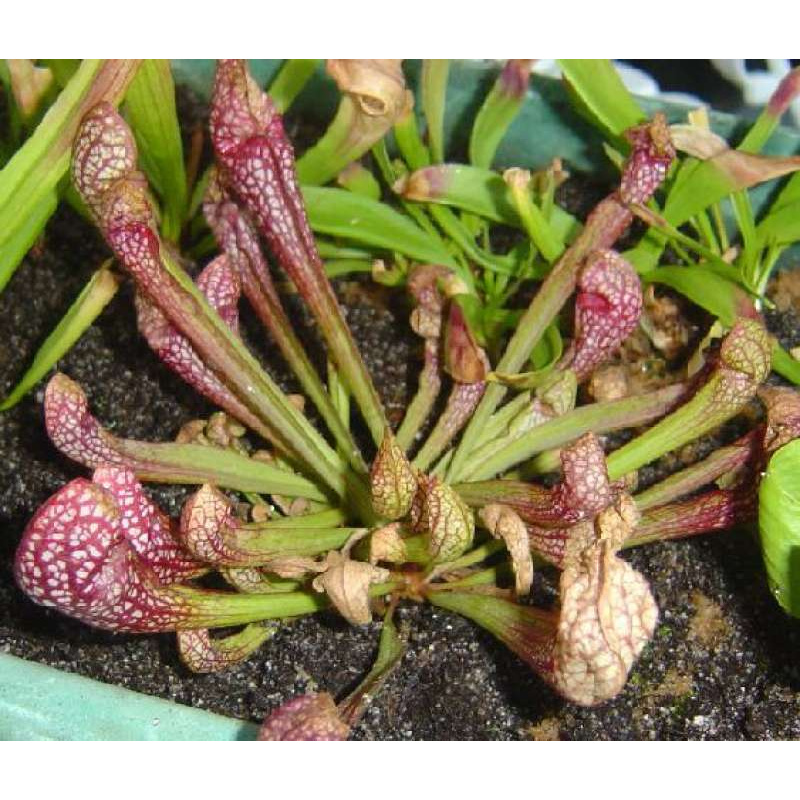 ไม้กินแมลง-พืชกินแมลง-sarracenia-psittacina-carnivorous-plant-มนต์เสน่ห์และกลิ่นไอของธรรมชาติ-พร้อมกระถาง-3-นิ้ว