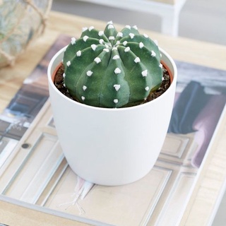 แคคตัส Echinopsis อิชินอป