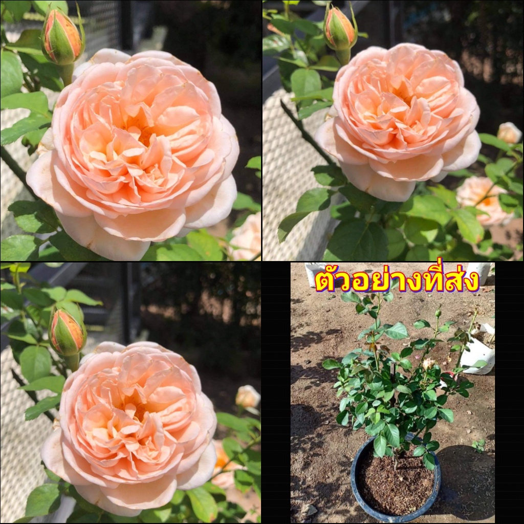 1กระถาง-ต้น-ดอก-กุหลาบ-alexandrine-rose-อเล็กซานดรีน-กุหลาบเล็กซานดรีน-buncha