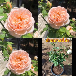 (1กระถาง) ต้น ดอก กุหลาบ alexandrine rose  อเล็กซานดรีน กุหลาบเล็กซานดรีน buncha