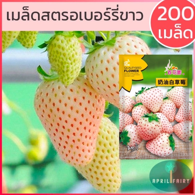 200เมล็ด-เมล็ดสตรอเบอร์รี่ขาว-สตรอเบอร์รี่ญี่ปุ่น-เมล็ดสตรอเบอร์รี่-ขาว-เมล็ด-สตรอเบอรี่สีขาว-white-strawberry-seeds