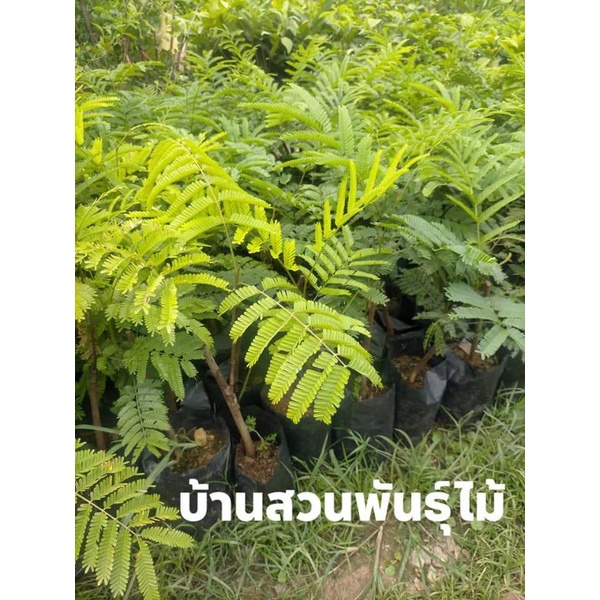 ต้นสะตอ-พันธุ์ตรัง-1