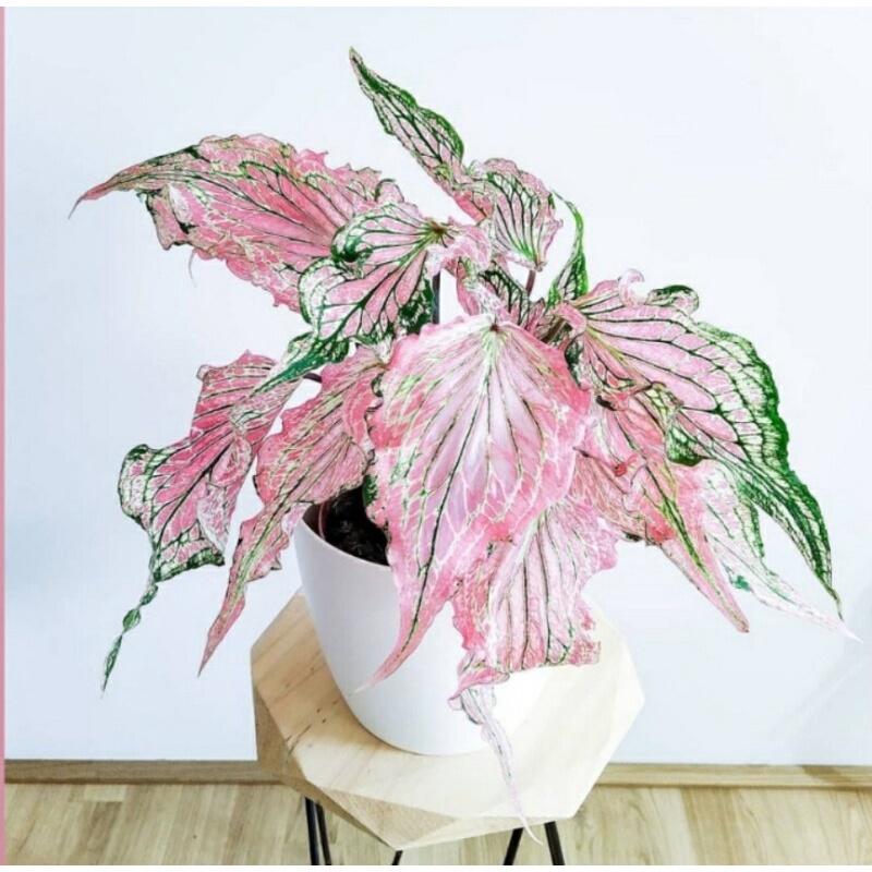 mixed-colors-caladium-seeds-flower-seed-บอนสีหายาก-ต้นไม้บอลสี-ต้นไม้มงคล-นี่มันเมล็ดพืช-ไม่ใช่พืช