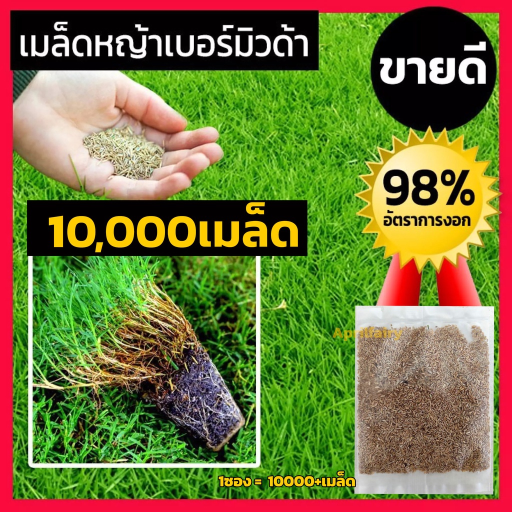 10000-เมล็ดพันธุ์-เมล็ดหญ้าเบอร์มิวด้า-เมล็ด-หญ้าเบอร์มิวด้า-หญ้าเมอบิวด้า-bermuda-grass-seed-หญ้าสนามกอล์ฟ-และ-หญ้าสวน