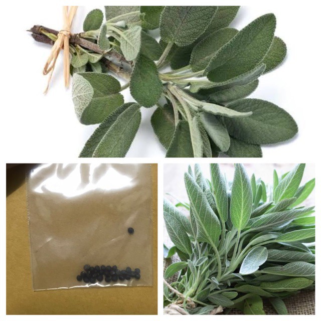 เสจ - Sage บรรจุชุดละประมาณ 20 เมล็ด | Shopee Thailand