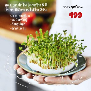 ชุดต้นอ่อนงอก ชุดปลูกผักไมโครกรีน microgreen kit สำหรับผู้เริ่มต้น มี ผัก 5 ชนิด