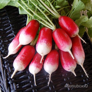 ผู้ผลิตเมล็ดพันธุ์/แรดิชเบรคฟาส (เมล็ด) French Breakfast Radish Seed/เมล็ด เมล็ดพันธุ์ ต้น ZORI