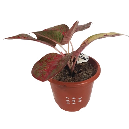 seeds-aglaonema-thai-red50-เมล็ด-ไม่ใช่พืชที่มีชีวิต