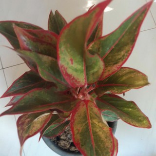 seeds Aglaonema 50 เมล็ด (ไม่ใช่พืชที่มีชีวิต)