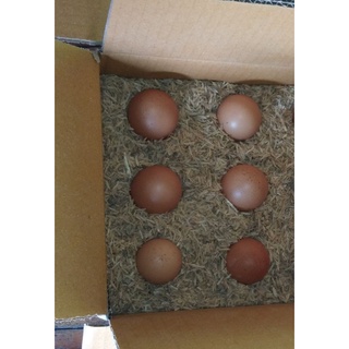 ภาพหน้าปกสินค้าไข่เชื้อโร้ดไอส์แลนด์ไวท์ (โร้ดขาว) ที่เกี่ยวข้อง