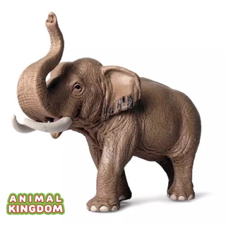 Animal Kingdom - โมเดลสัตว์ ช้างเอเชีย ขนาด 16.00 CM (จากหาดใหญ่)