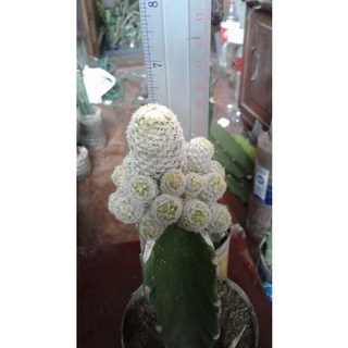 cactusแมมกรีเซเร่กราฟ