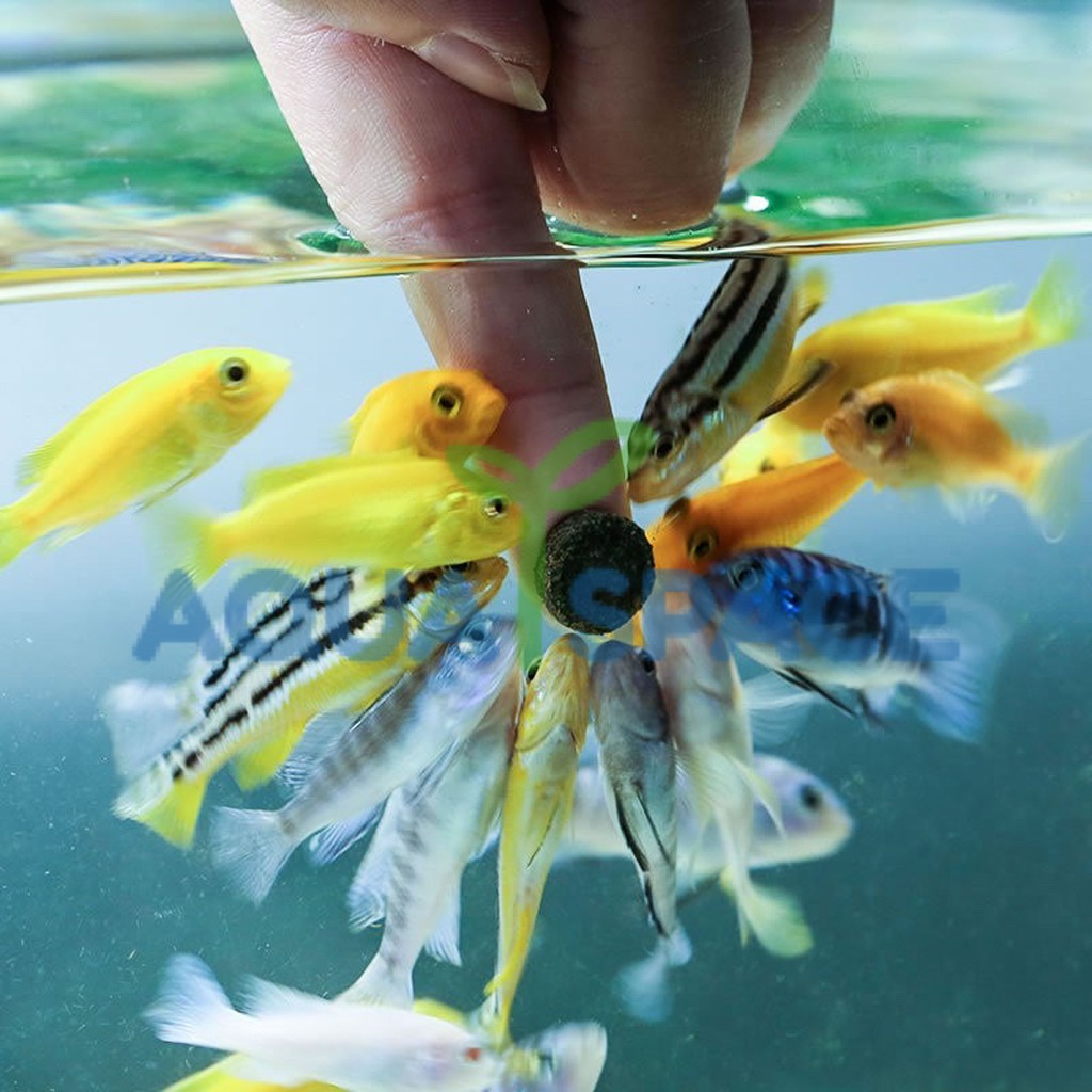 sunsun-อาหารปลา-แบบติดกระจกตู้ปลา-ใช้ได้กับปลาขนาดเล็กทุกชนิด-small-fish-food-อาหารปลา-ปลาสวยงาม