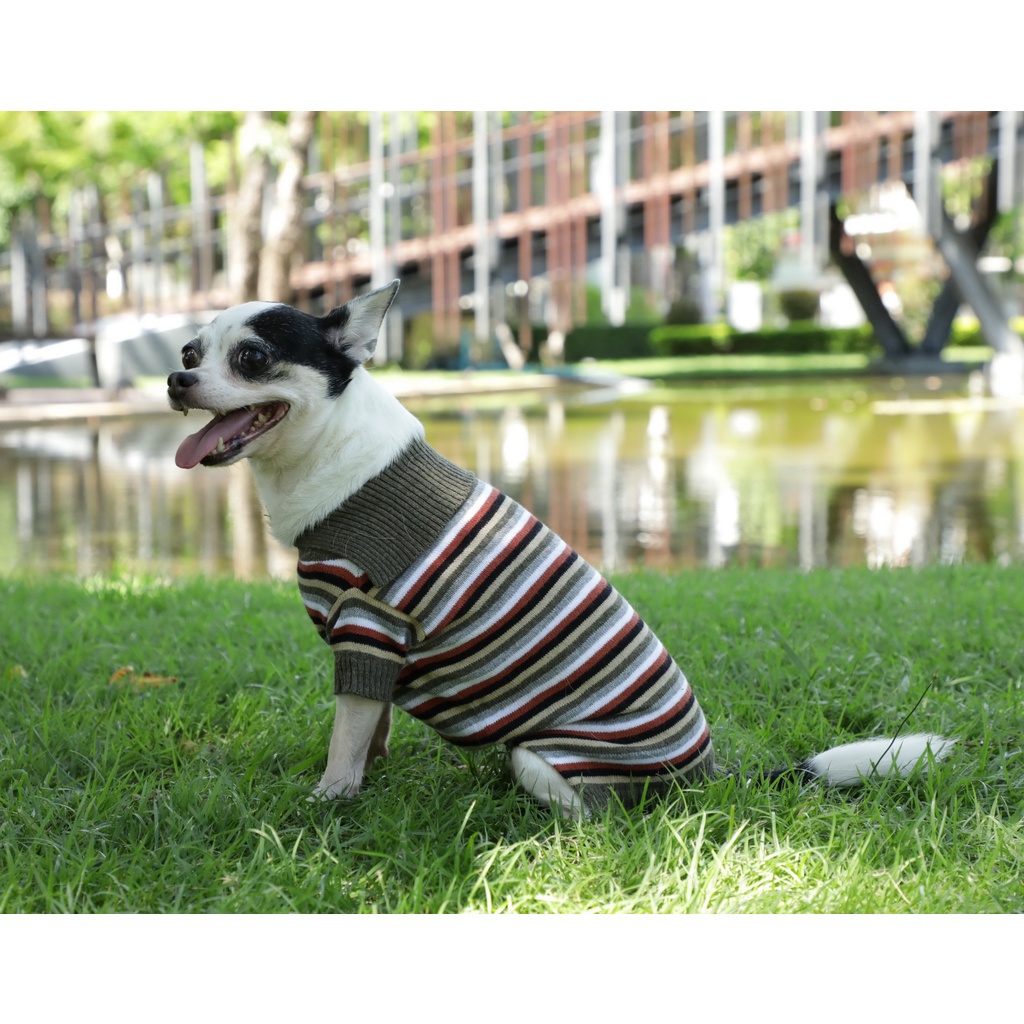 pet-cloths-doggydolly-sweater-เสื้อไหมพรม-เสื้อผ้าแฟชั่น-เสื้อผ้าสัตว์เลี้ยง-เสื้อผ้าหมาแมว-เสื้อหนาว-winter-w445