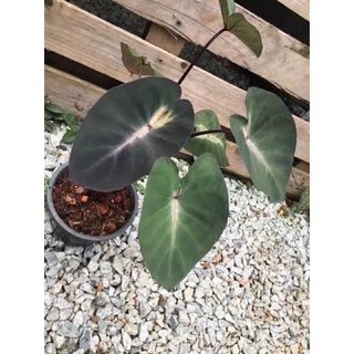 Colocasia tropical strom (โคโลคาเซิย เจ้าพายุ)