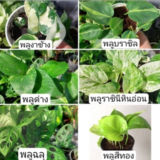 🍀พลูสีทอง 🪴พลูราชินีหินอ่อน🍀พลูด่าง🍀พลูบราซิล🍀ต้นไม้ฟอกอากาศ🍃