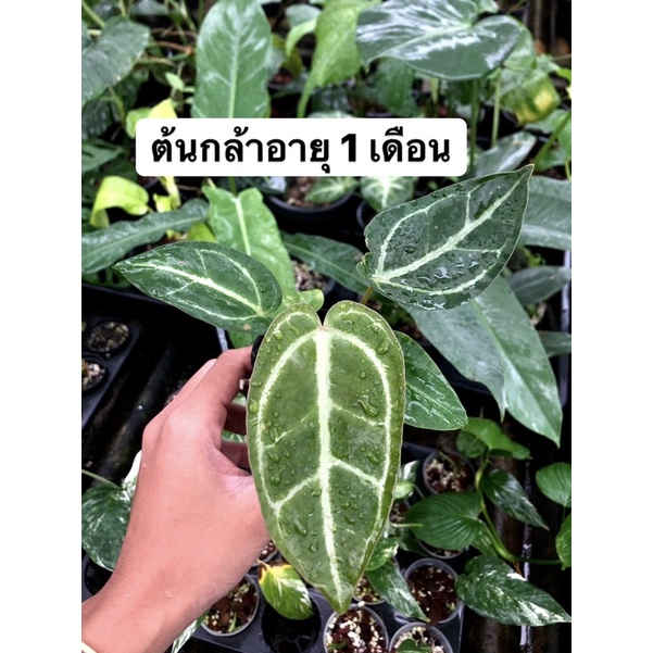 anthurium-crystallinum-ต้นหน้าวัวใบไม้สะสมไม้หายาก-ราคาถูก