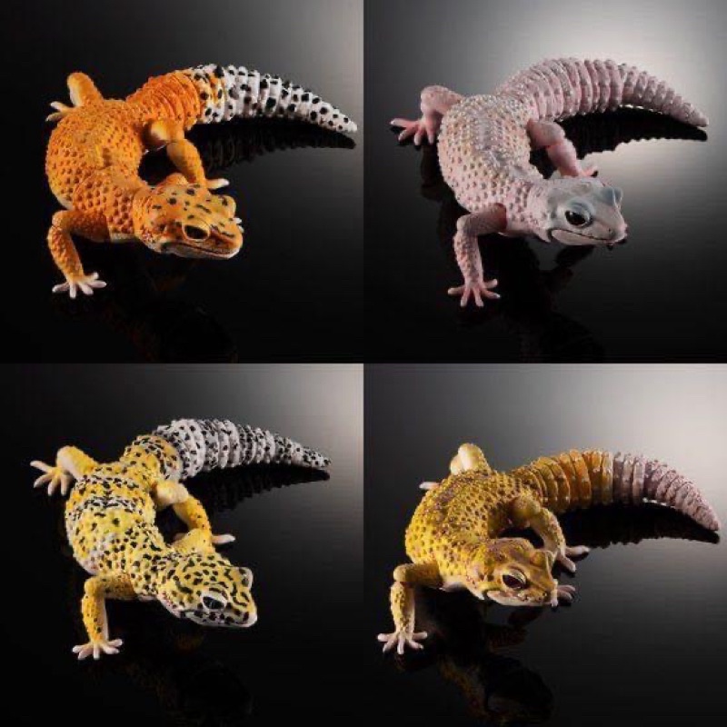 gashapon-ikimono-encyclopedia-advance-leopard-gecko-ตุ๊กแกเสือดาว