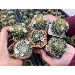 แมมขนนกเหลือง  (Mammillaria schiedeana) แมมขนนก แมมขนนกไม้เมล็ด ลุ้นสีดอก แคคตัสราคาถูก