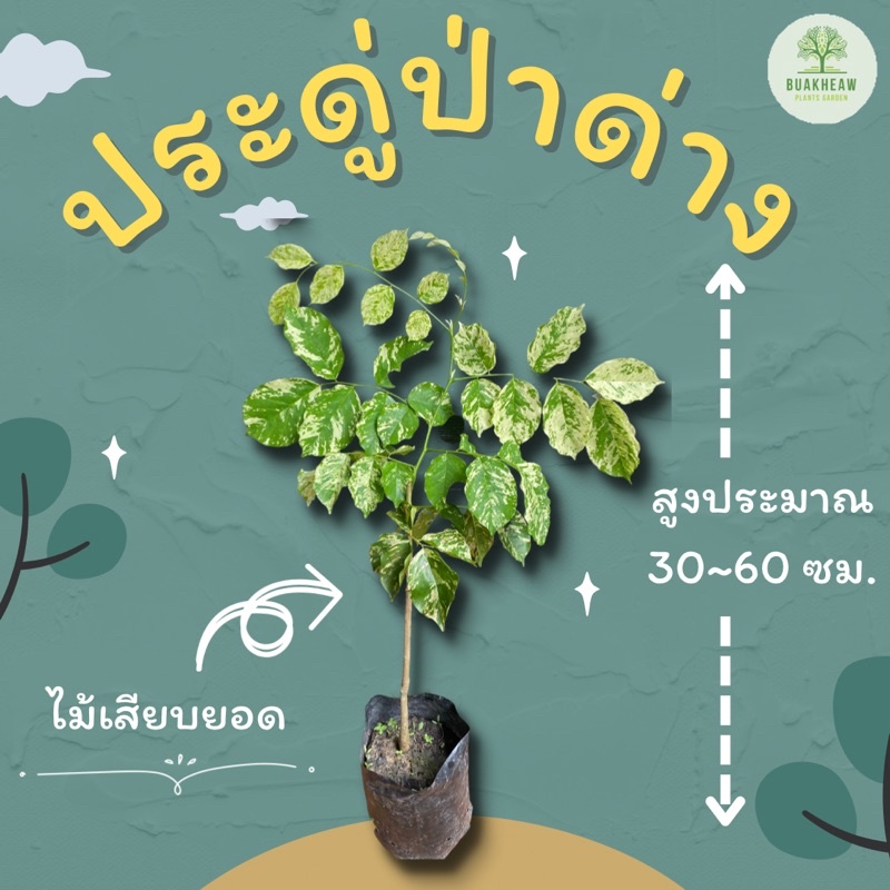 ประดู่ป่าด่าง-ต้นพันธ์ประดู่ด่าง-ประดู่ด่าง