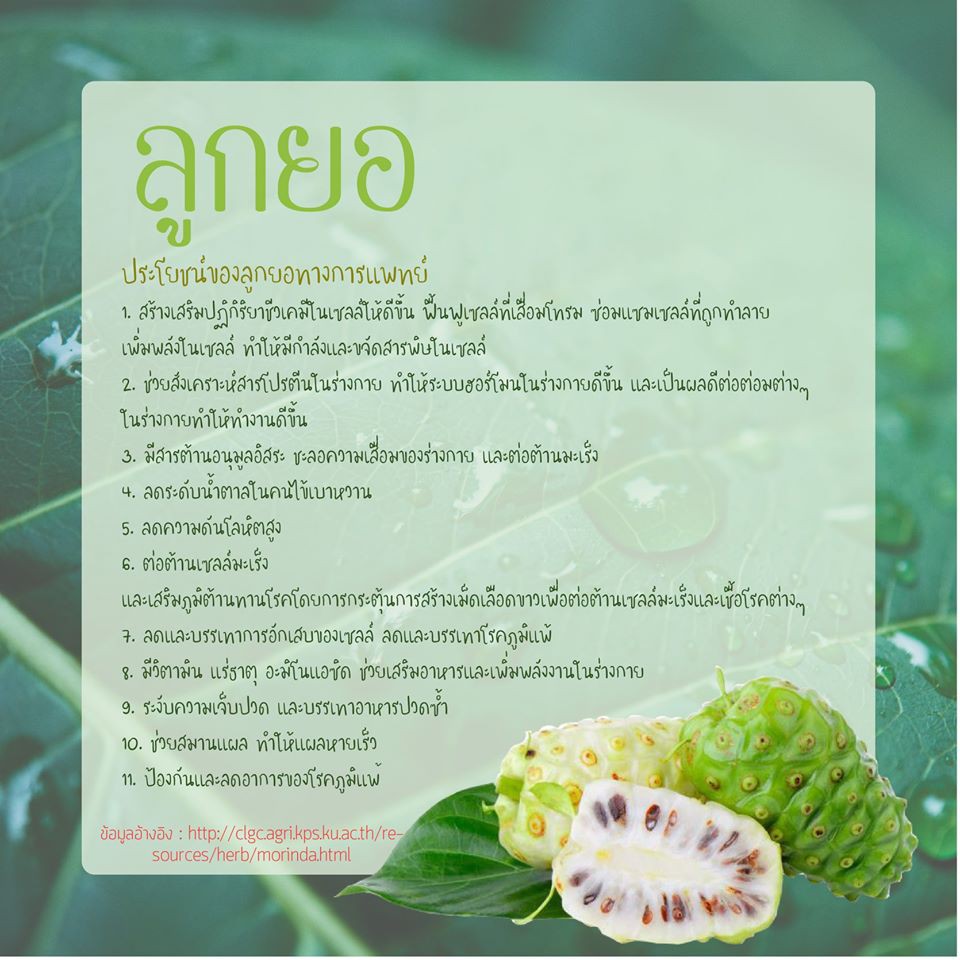 ลูกยอบดผง100-noni-powder