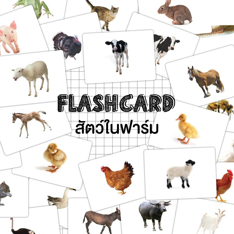 แฟลชการ์ดสัตว์ในฟาร์ม-แผ่นใหญ่-flash-card-farm-animals-kp014