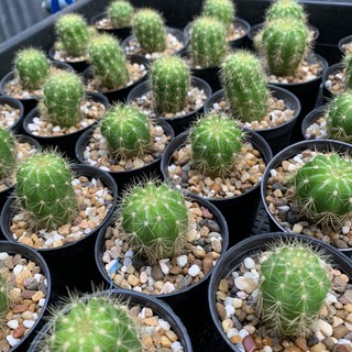 [ถูกสุด] Cactus ดาวล้อมเดือน 3-4ซม กระบองเพชร แคคตัส