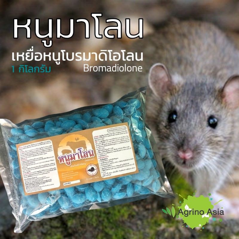 thai-english-chat-info-เหยื่อกำจัดหนู-หนูมาโลน-ขนาด-1-กิโลกรัม-bromadiolone-rodenticide