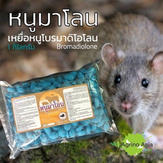 (Thai-English chat/info) เหยื่อกำจัดหนู หนูมาโลน ขนาด 1 กิโลกรัม Bromadiolone rodenticide