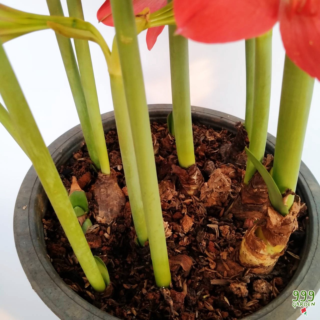 ว่านสี่ทิศพันธุ์พื้นเมือง-สีแดง-ราชินีดอกไม้หัว-red-amaryllis-ว่านสี่ทิศแดง-ว่านสี่ทิศ